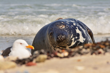 The harbor (or harbour) seal (Phoca vitulina), also known as the common seal and the seagull in the white sand beach on the Düne island near Helgoland island in east Germany