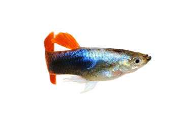 Guppy red Poecilia reticulata colorful rainbow tropical aquarium fish 
