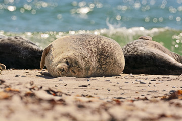 Fototapeta na wymiar The harbor (or harbour) seal (Phoca vitulina), also known as the common seal in the white sand beach on the Düne island near Helgoland island in east Germany