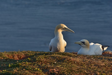 Fototapeta na wymiar The northern gannet (Morus bassanus) seabird in the cliff of Helgoland island