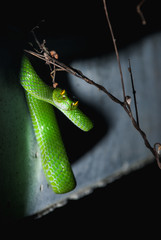 Green pit vipers