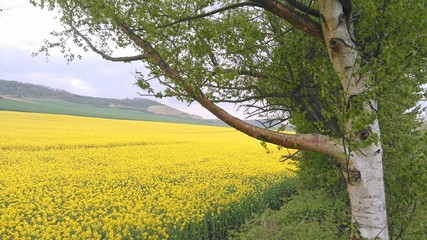 Fototapeta premium printemps