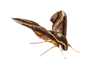 moth. night butterfly on white background