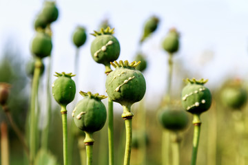 poppy heads with drops of opium milk - obrazy, fototapety, plakaty