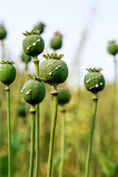 poppy heads with drops of opium milk