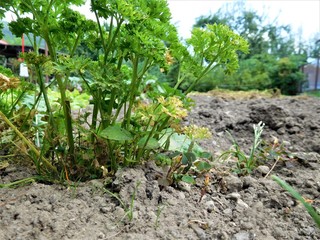 THose parsley when I give camera down looks like forest