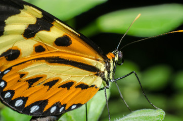 borboleta