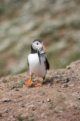 Puffin 