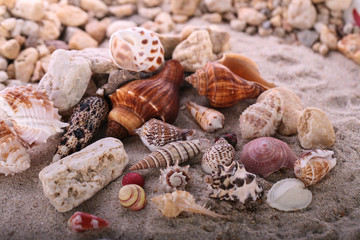 Sea shells with sand as background