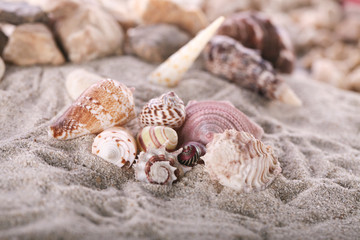 Shell sea on white sand beach