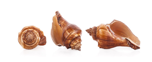 Sea shell on white background