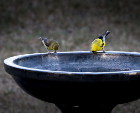 Thirsty Birds At Bird Bath