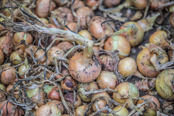 harvested onions 