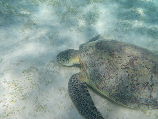 Obraz premium Sea turtle eating sea grass