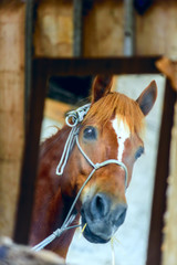 Portrait of a horse in a mirror