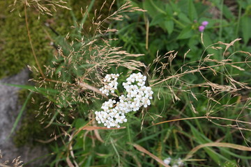 flore sauvage Auvergne