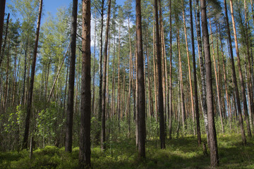 Fototapeta na wymiar Birches conifer wood blue sky park sunlight nobody