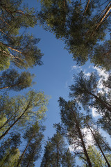 Fototapeta premium Pines birches crowns forrest environment mixed wood