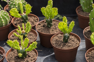 Baby cactus plants