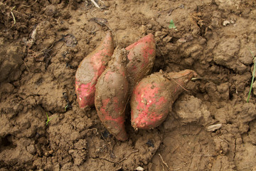 Harvesting sweet potato on soil at farm