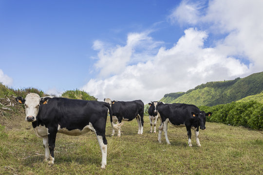 Cows grazing at the fields of Sao Miguel island, Azores Portugal