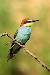 The European bee-eater (Merops apiaster) sitting in the branch with green background