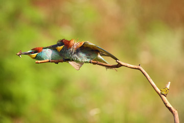 The European bee-eater (Merops apiaster) fighting for prey with green background
