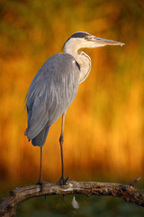 The grey heron (Ardea cinerea) standing on a branch in the background of a reeds illuminated by the last sun,