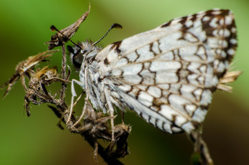 Mariposa