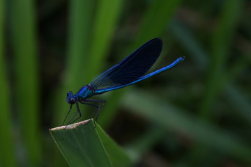 blue calopteryx virgo