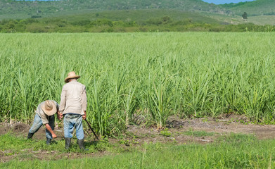 Kubanische Bauer und Erntehelfer auf dem Zuckerrohrfeld beim Ernten