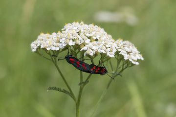 Kraśnik (Motyl) © arek0michalak
