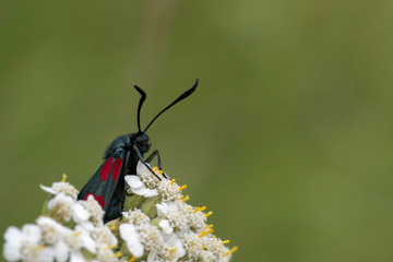 Kraśnik (Motyl) © arek0michalak