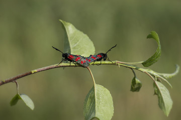 Kraśnik (Motyl) © arek0michalak