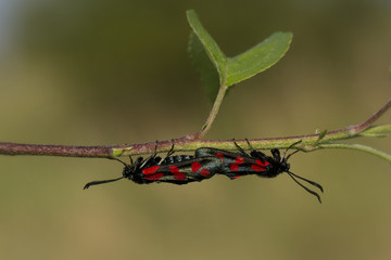 Kraśnik (Motyl)