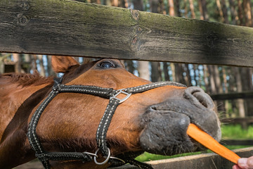 Funny horse eats carrot summer outdoors.