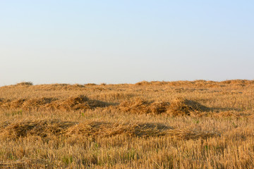 Fototapeta premium Agricultural field, sloping straw, rural natural landscape, harvesting of cereals,countryside .