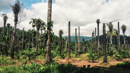 Obraz premium Palmöl Plantage in Costa Rica