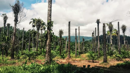Rolgordijnen Palmöl Plantage in Costa Rica © follow your dreams
