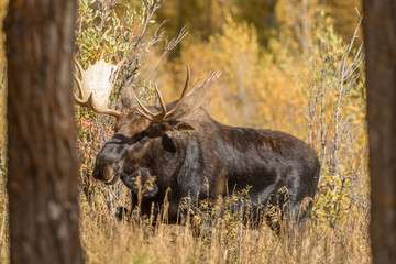 Naklejka na ściany i meble Bull Shiras Moose During the Fall Rut