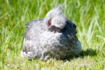 The Screamer bird