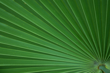 Obraz premium Green leaf