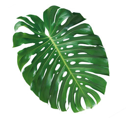 Monstera plant  leaf, the tropical evergreen vine isolated on white background, clipping path included © Venus