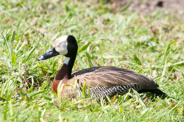 White faced whistling duck