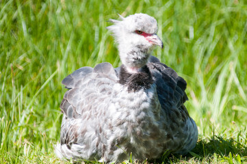 The Screamer bird