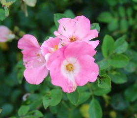 The pink flowers in the garden on a close up view.