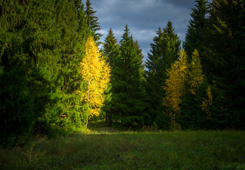 Brightly lit birch in autumn forest at dusk