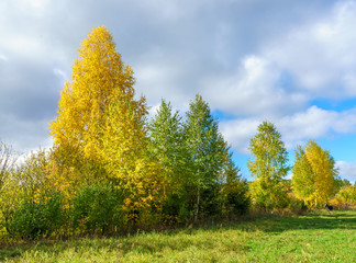 Bright foliage on trees growing in the countryside in bright sunny weather in autumn