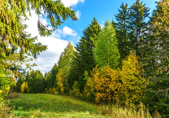 Bright foliage on trees in an autumn forest in bright sunny weather