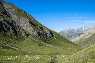 Fototapeta na wymiar Pascoli alpini sul Monviso